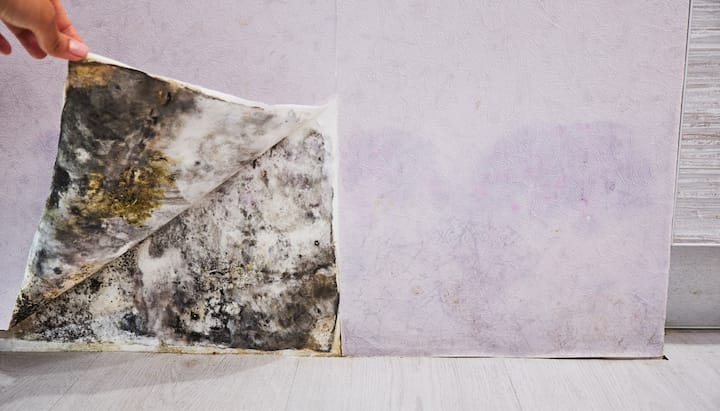 Mold Remediation and Removal Services in Franklin